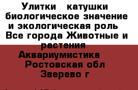 Улитки – катушки: биологическое значение и экологическая роль - Все города Животные и растения » Аквариумистика   . Ростовская обл.,Зверево г.